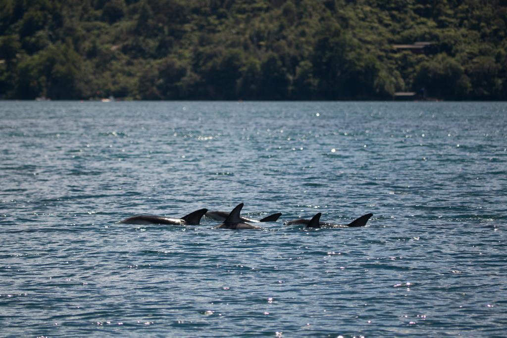 Lochmara Lodge - 20Mins By Boat From Picton Lochmara Bay Zewnętrze zdjęcie
